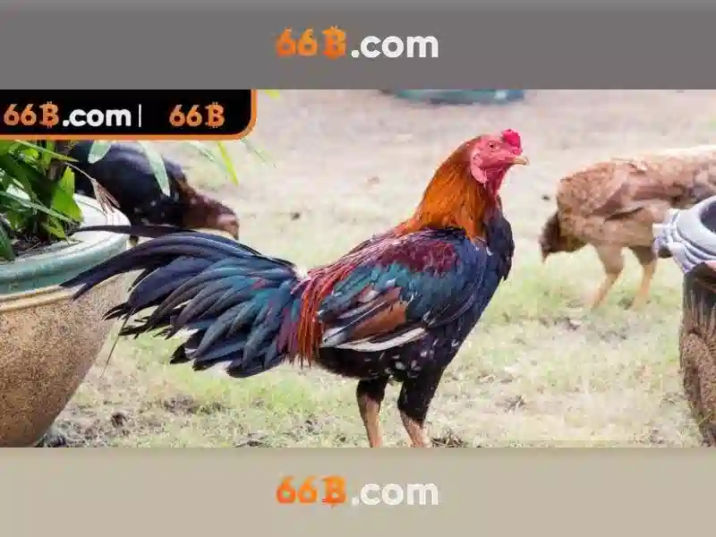 66B - 66B